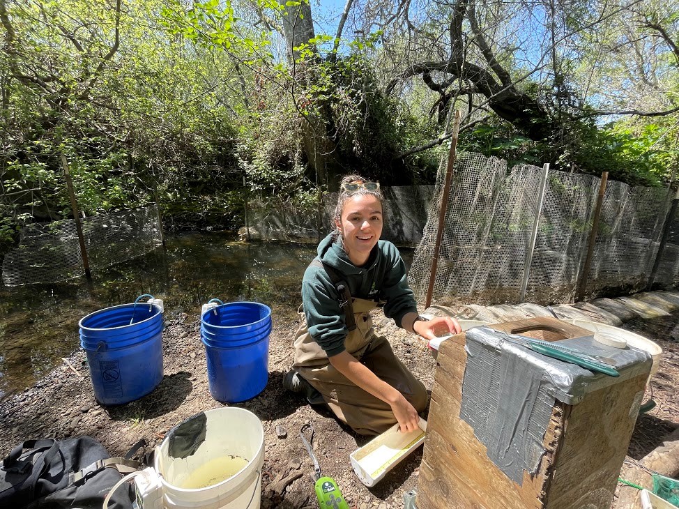 Processing fish at the Olema smolt trap Person kneeling on the ground next to a stream and a cluster of blue and white buckets, transferring a fish from a measuring tray to a scale.