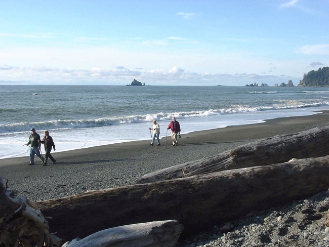 Hiking along the shoreline a group of hikers walk along the sandy olympic coast with sea stacks in the background