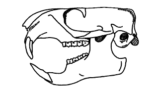 Line drawing of an omnivore skull Line drawing of an omnivore skull