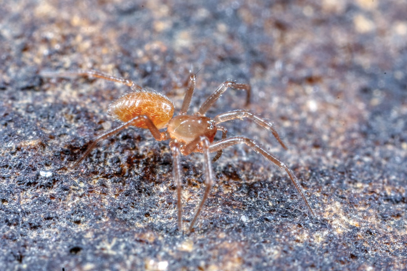 Phanetta subterranea Close-up of a tiny, reddish orange spider that looks almost transucent in places and is sparsely covered in small hairs.