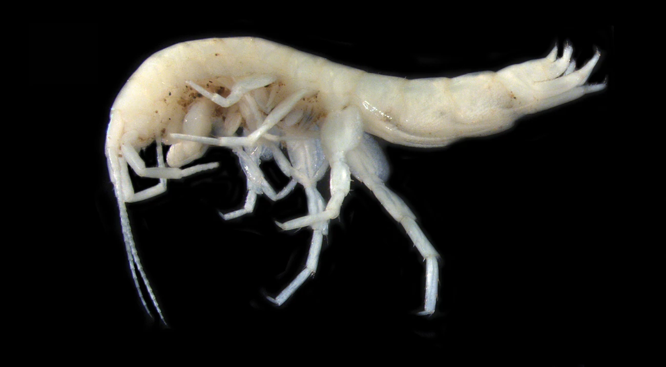 Stygobromus anacostensis Tiny, off-white amphipod with a body the shape of a tilde against a black background, highlighting its minute details. It has a pair of longer antennae and shorter antennae, several pairs of legs, and a multi-pronged tail. There are no obvious eyes.
