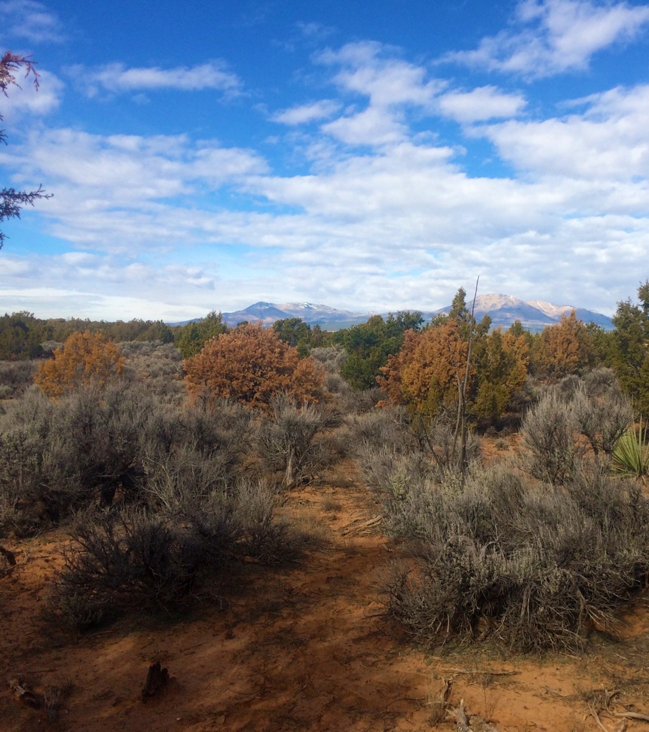 Mixed-color junipers and sagebrush cover the landscape at Curecanti National Recreation Area with distant peaks. Orange and green junipers among sagebrush under a partly cloudy sky with mountains in the distance.