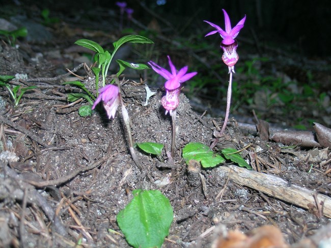 Three purple orchid flowers on forest floor.