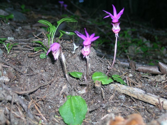 Three purple orchid flowers on forest floor. Three purple orchid flowers on forest floor.