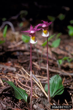 Two purple calypso orchids growing next to each other