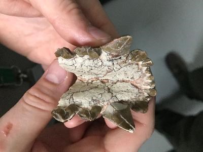 a bird's eye view of a lower jaw fossil, where sharp brown teeth splay out from white bone