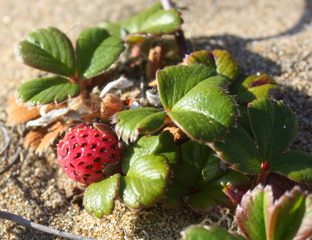 Beach strawberry Clusters of three shiny green leaves surrounding a tiny red strawberry. Fine sand is visible below the leaves and fruit..