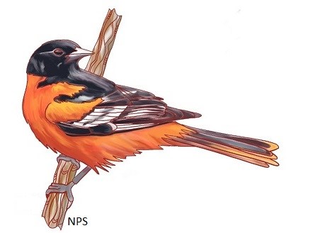 Illustration of an oriole, a small black and orange songbird. Illustration of an oriole, a small black and orange songbird.