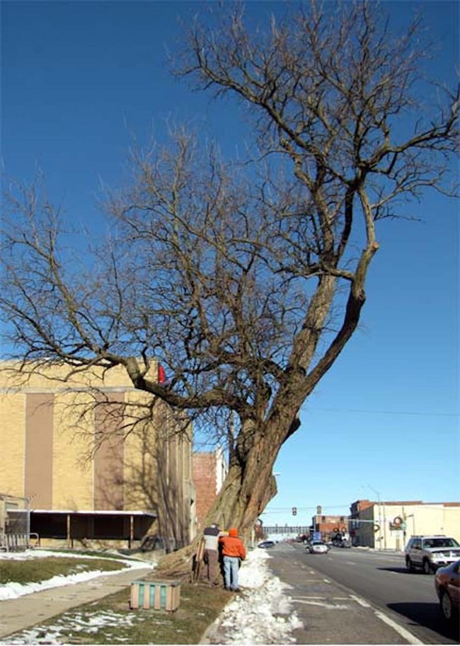 Osage orange tree after initial pruning to reduce lean. Osage orange tree after initial pruning to reduce lean.