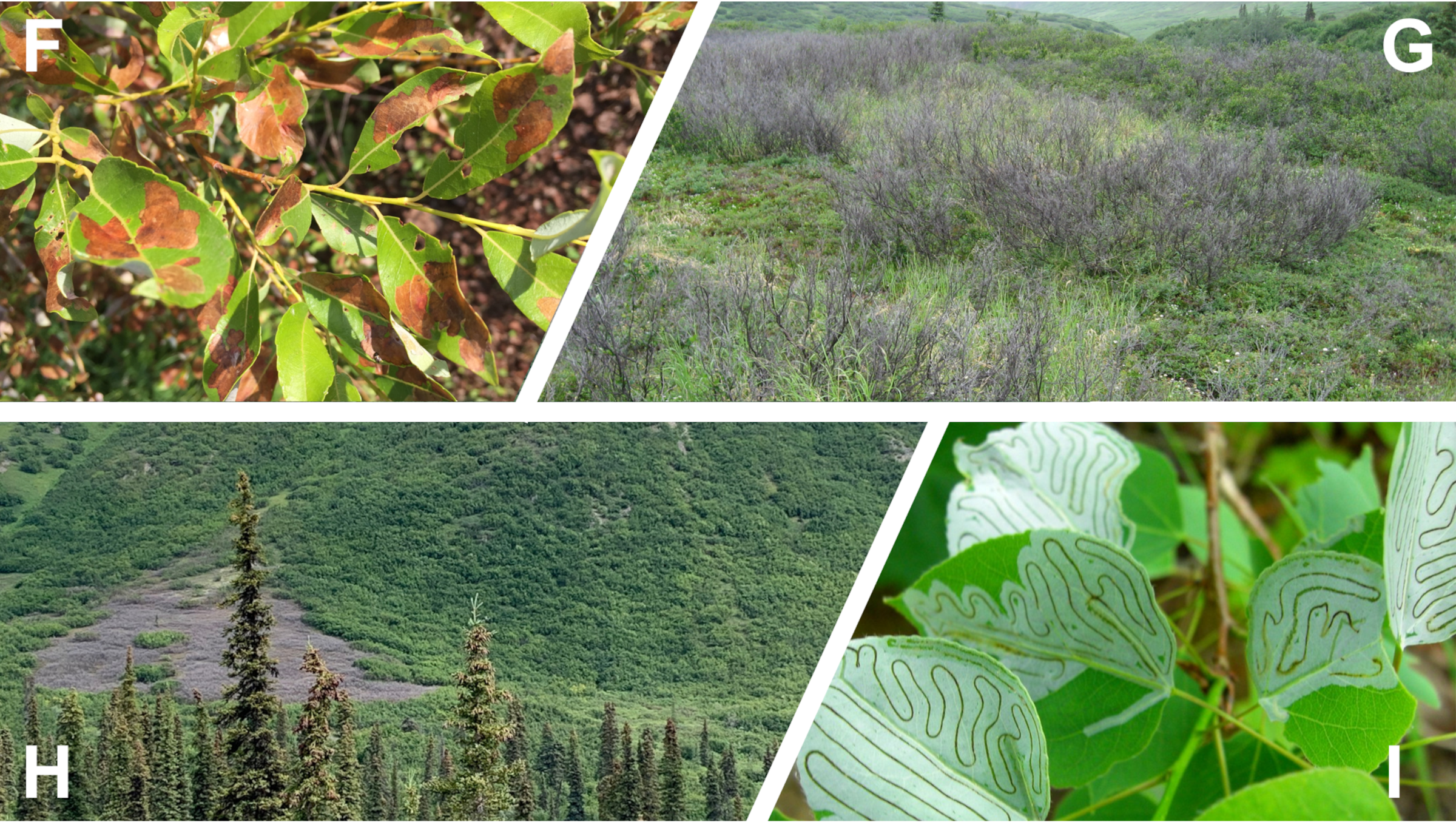 otherhealth montage of four images, showing yellowish leaves, shrubs devoid of leaves, spruce trees, and leaves chewed by insects
