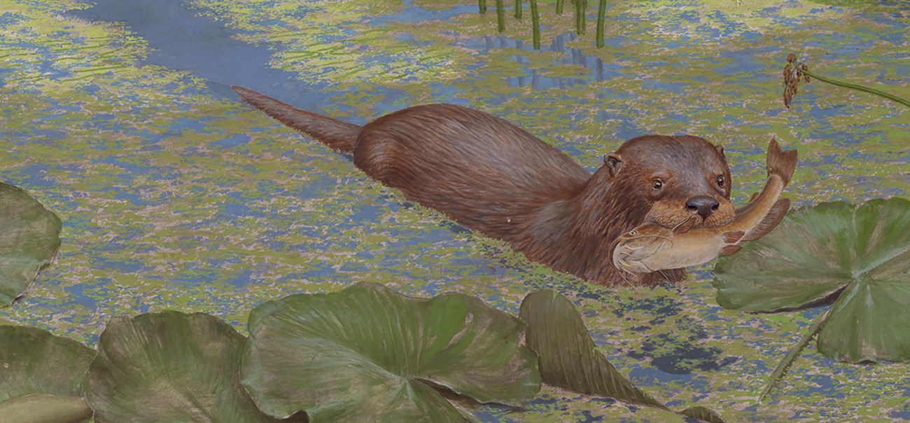 Satherium piscinarium Illustration of an ancient otter swimming with a fish in its mouth