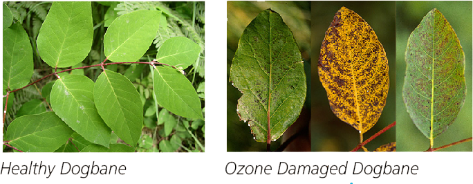 Image of healthy dogbane leaves juxtiposed next to three unhealthy leaves in various stages of disease.