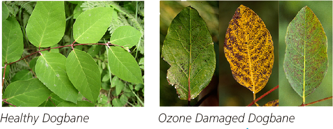 Injury to dogbane leaves Image of healthy dogbane leaves juxtiposed next to three unhealthy leaves in various stages of disease.