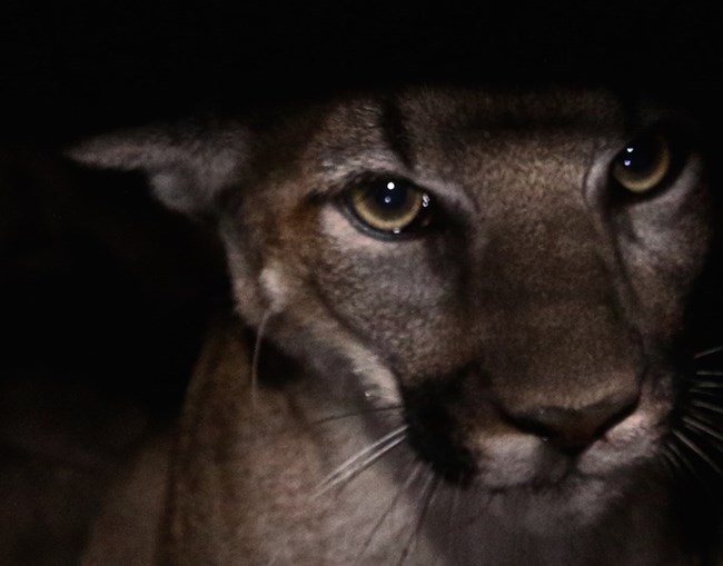 Mountain Lion looking into camera at night.