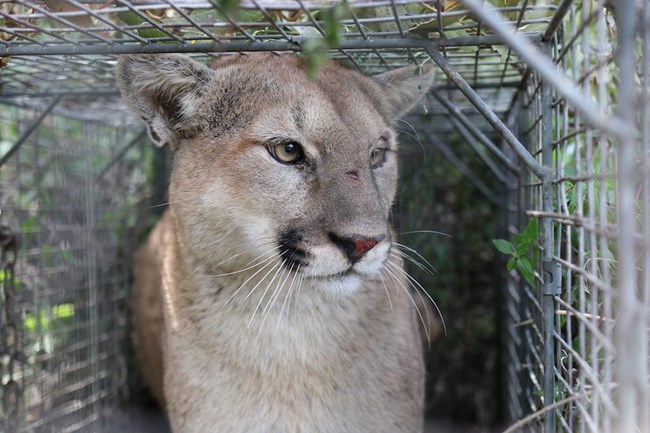 Mountain lion in a cage.