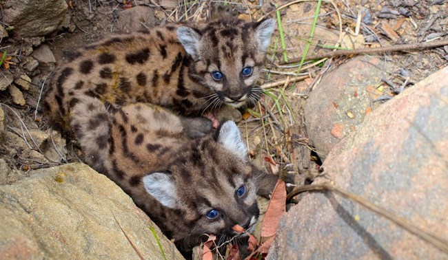 lt= Kittens among rocks and brush.