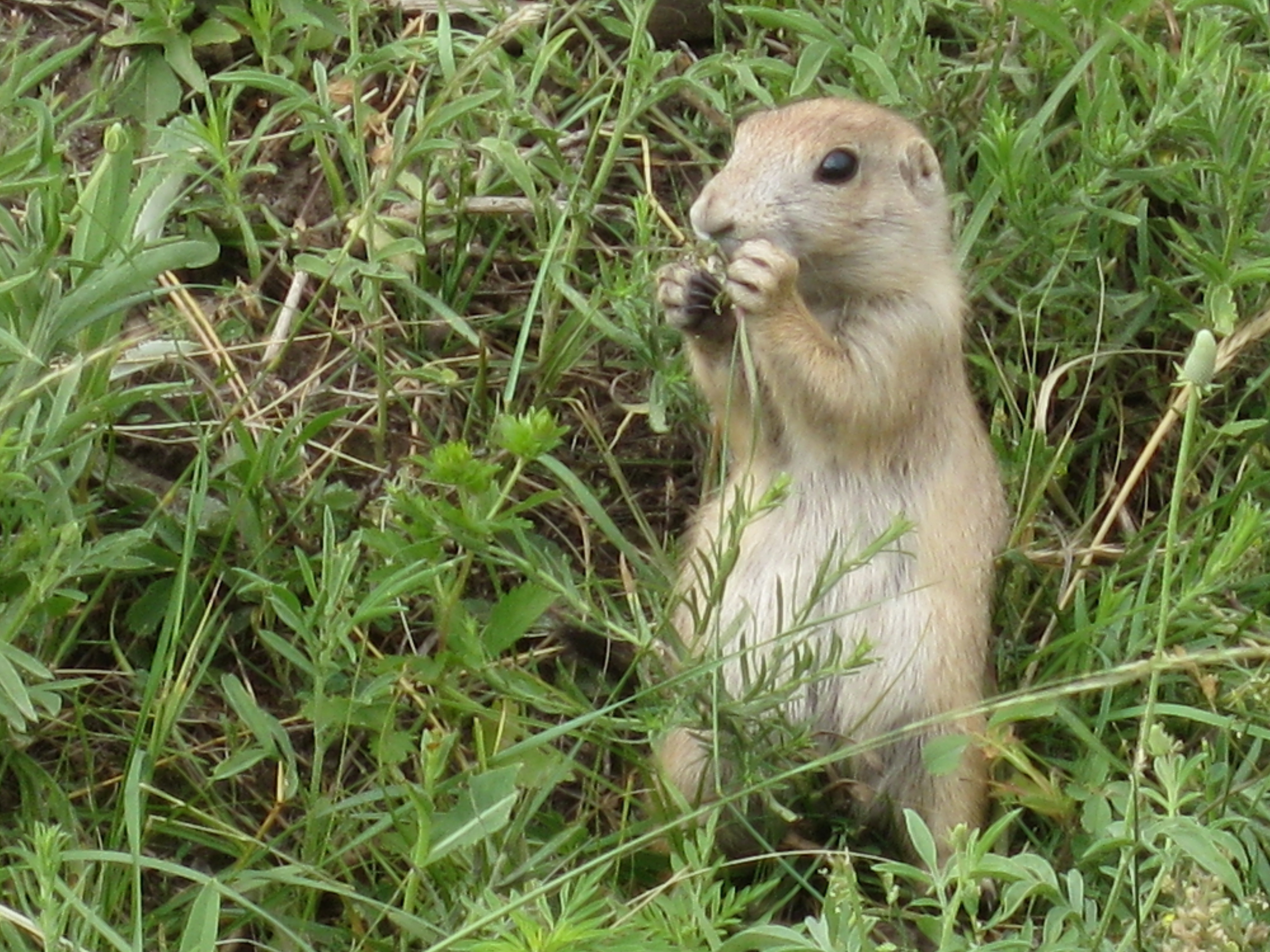 how do prairie dogs interact