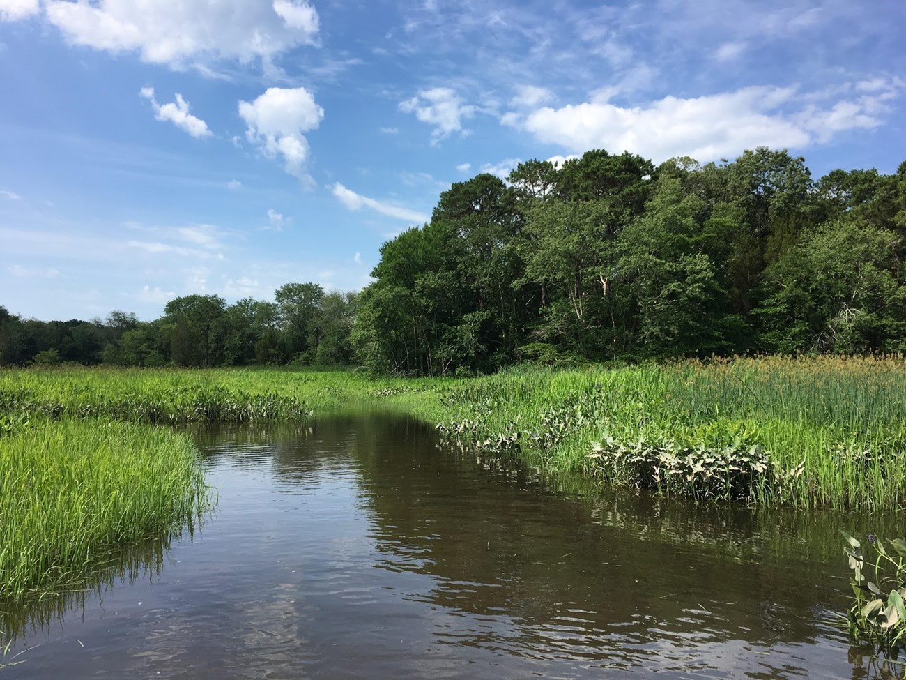 The Menantico River flows through the Menantico Wetlands and is a main tributary of the Maurice. Photo courtesy of Jane Galetto. The Menantico River flows through the Menantico Wetlands and is a main tributary of the Maurice. Photo courtesy of Jane Galetto.