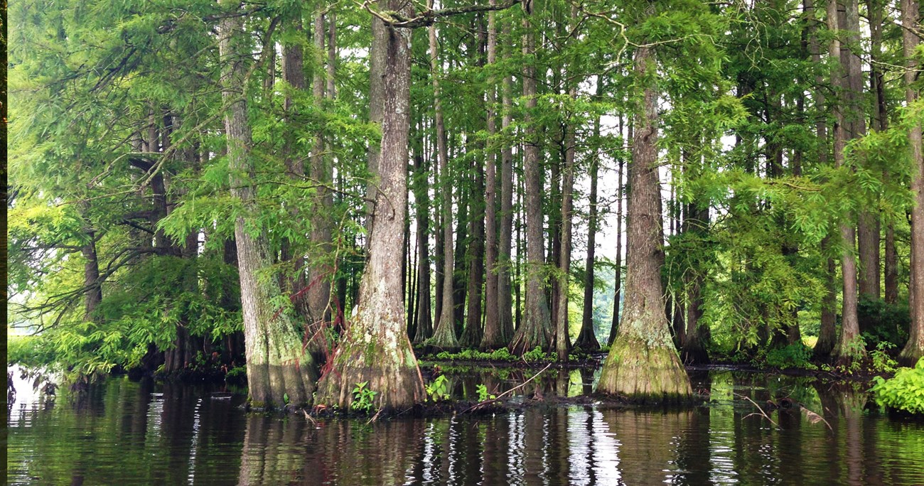 paddleback A cypress swamp