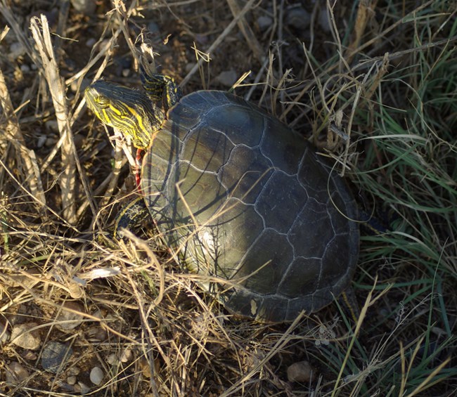a painted turtle sticks its head out of a patterned shell while sitting in green grass