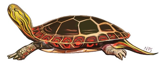 Illustration of a painted turtle. A turtle with natural red and yellow markings. Illustration of a painted turtle. A turtle with natural red and yellow markings.