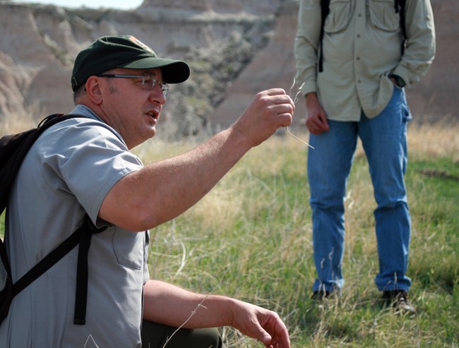 a park employee wearing green and gray crouches in grass with another person looking on.