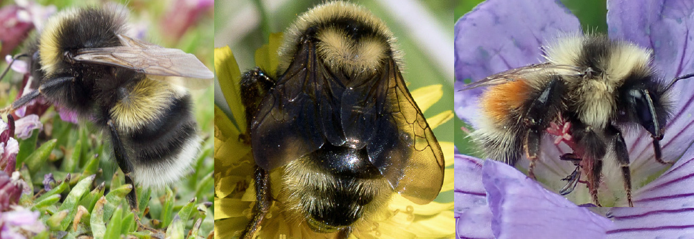 three images of bumble bees on flowers