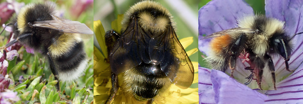 Bumble Bees of Alaska: A Field Guide (U.S. National Park Service)