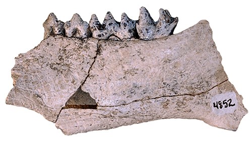Cut-out photograph of a fossil peccary jaw fragment with a row of pointed teeth.