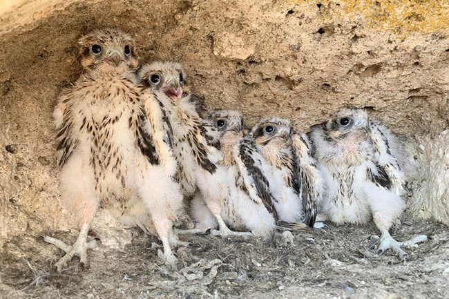 six fluffy peregrine falcon fledglings sit in a rocky outcrop