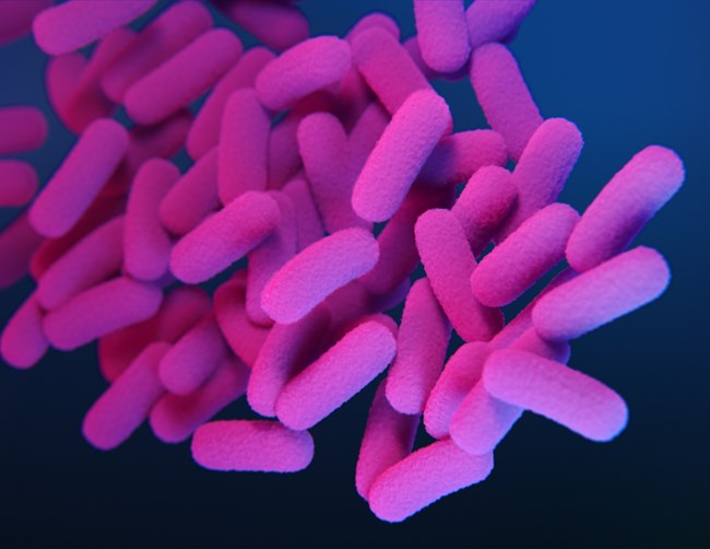 Pertussis