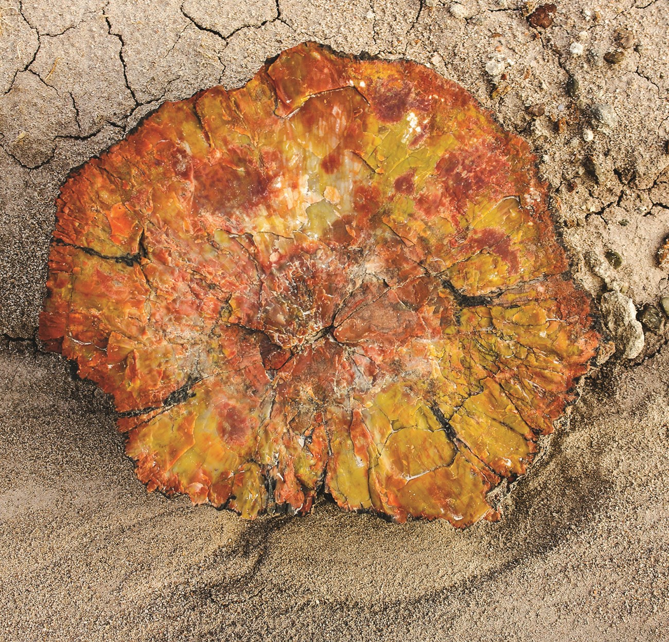 petrified wood a brilliantly colored piece of petrified wood with yellows, oranges, and reds