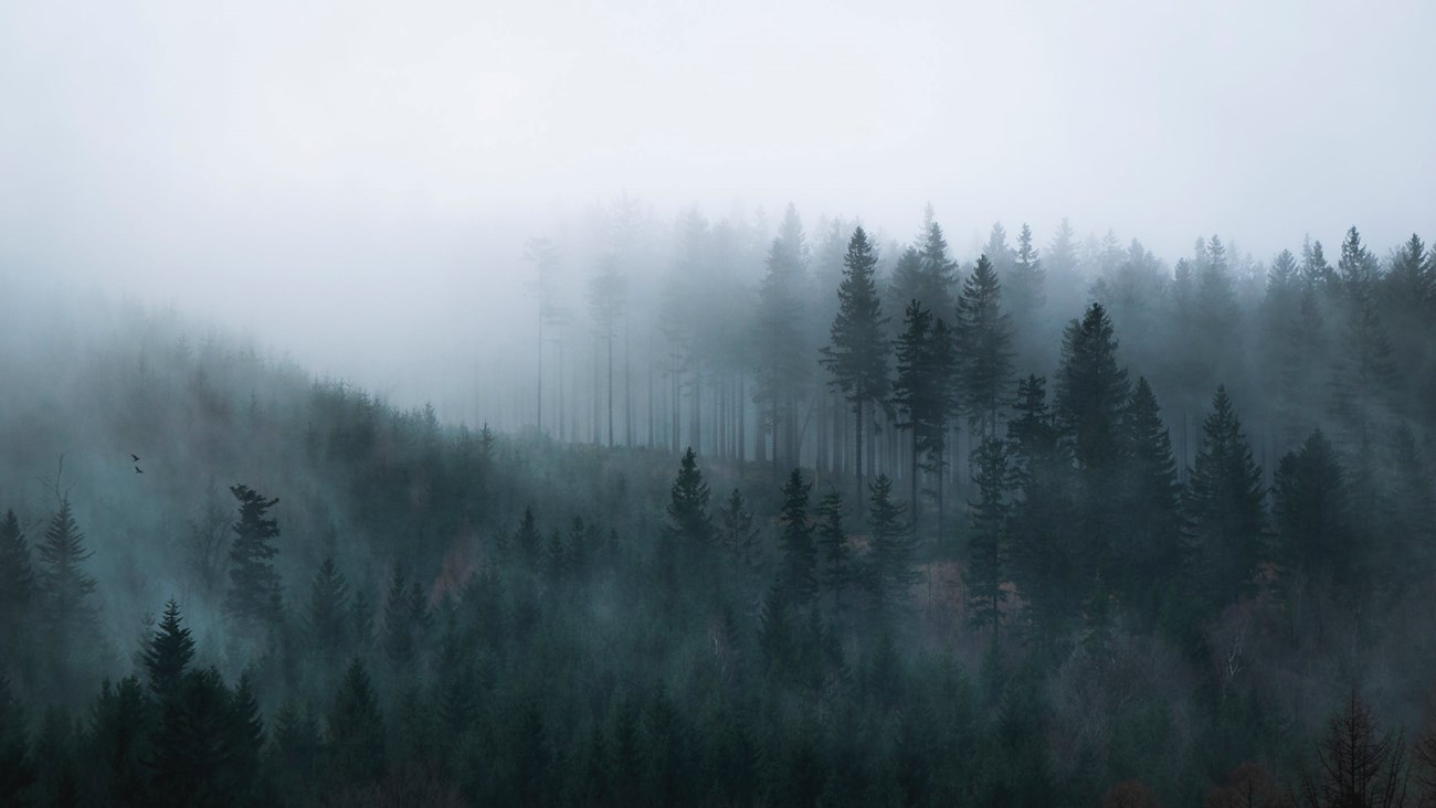Fog moves through an evergreen forest on a mountain