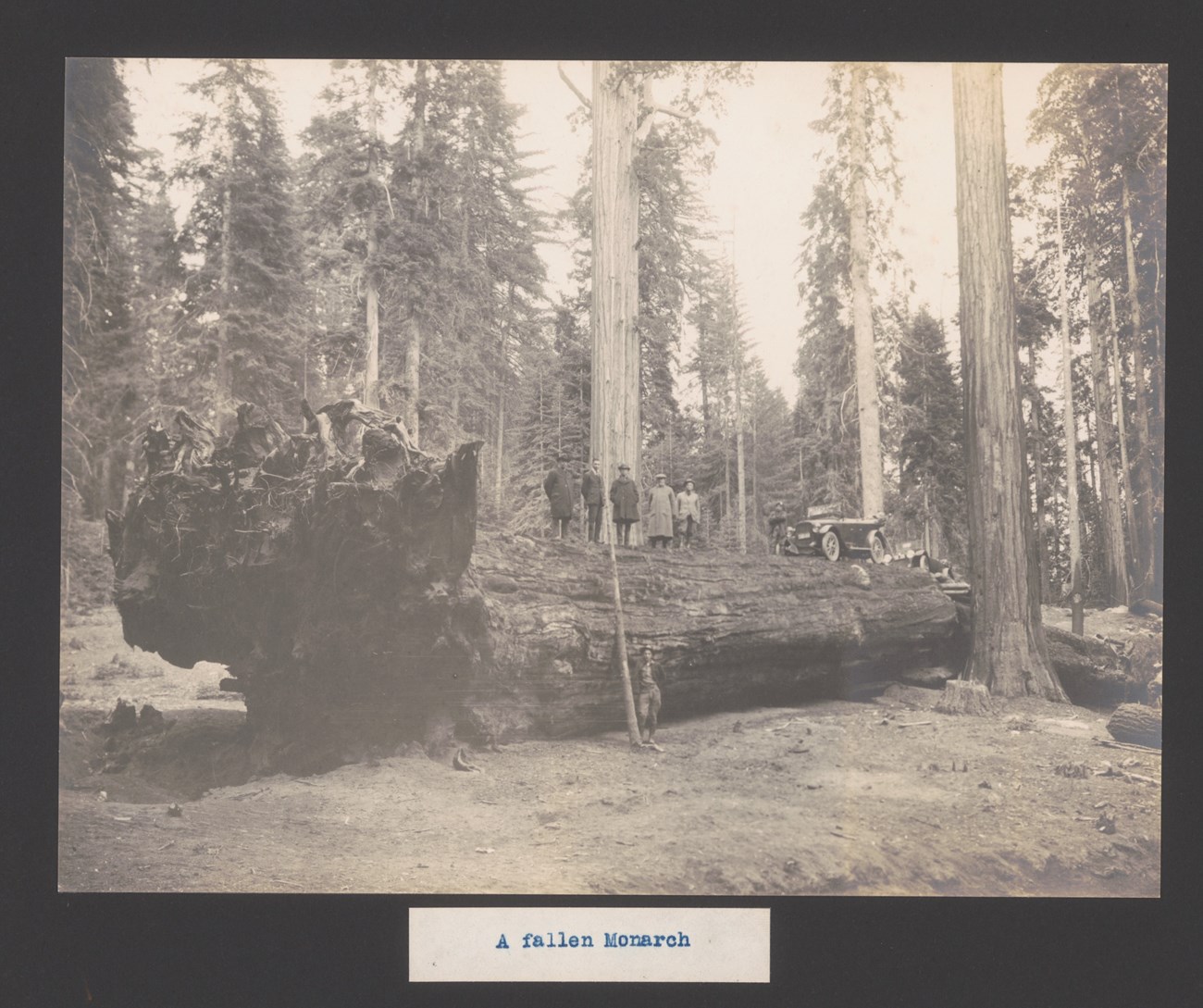 Huge fallen Sequoia with people standing on it and cars diven on it.