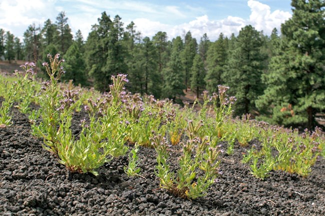 small plants growing on cinders with a stand of pine trees in the distance