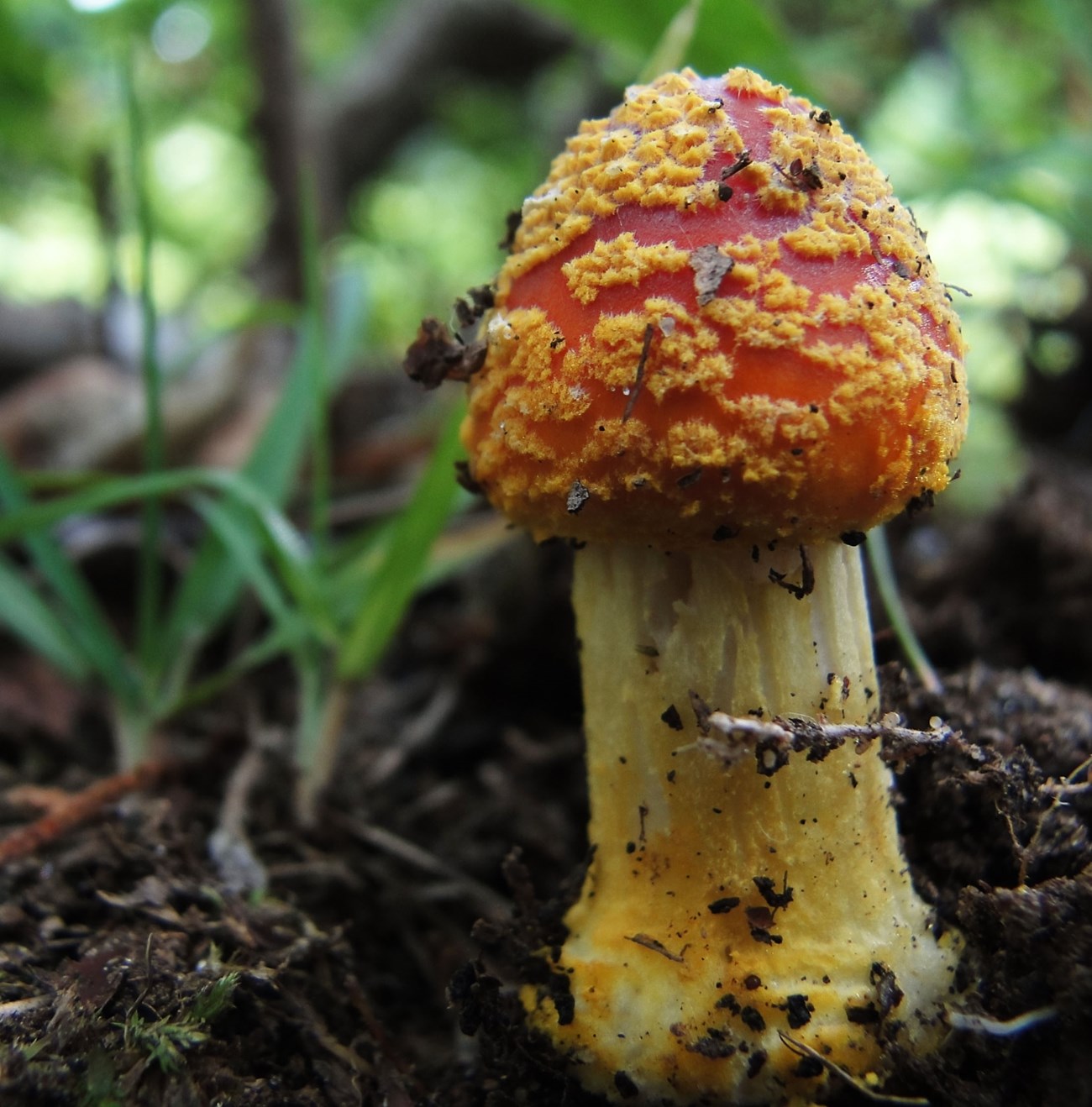 photo 11 BHI-F021 Amanita flavoconia tiny white funus with a red cap that has yellow fuzz sits on the ground.