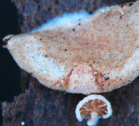 Simocybe ramosa fungus a small beige fungus