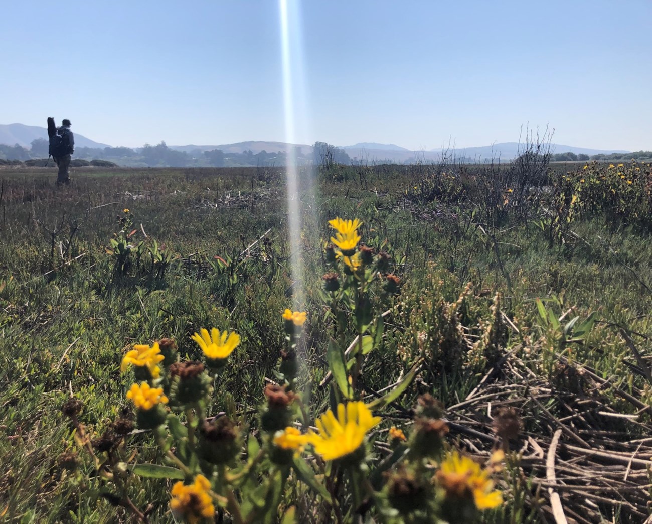 Ray of sunlight dividing a wide, flat expanse of low-growing vegetation. A person in the background seems small against distant hills. Yellow flowering plants are out of focus in the foreground.