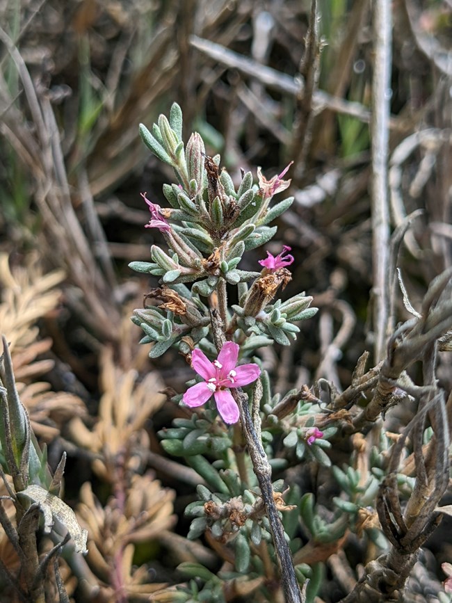 Close-up of small plant stalk with delicate-looking pink flowers among small, fuzzy, sage green, needle-shaped leaves.
