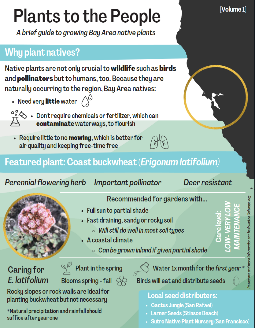 Infographic titled 'Plants to the People: A brief guide to growing Bay Area native plants'. Two main sections are titled 'Why plant natives?' and 'Featured plant: Coast buckwheat'.