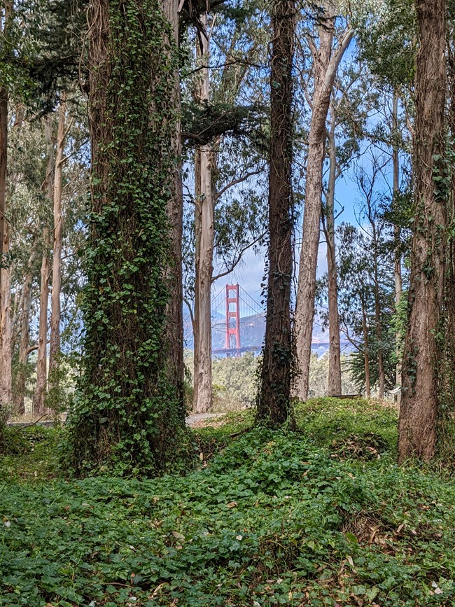 Ivy covering the ground, tree trunks, and limbs. Through the tangle of vine-covered trees we see one of the towers of the Golden Gate bridge.