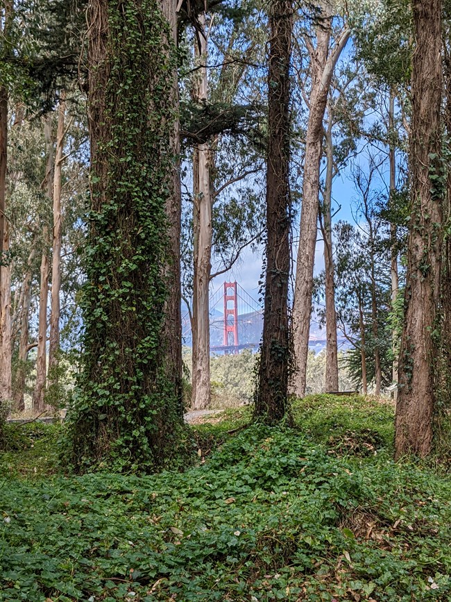 Invasive trees and vines Ivy covering the ground, tree trunks, and limbs. Through the tangle of vine-covered trees we see one of the towers of the Golden Gate bridge.