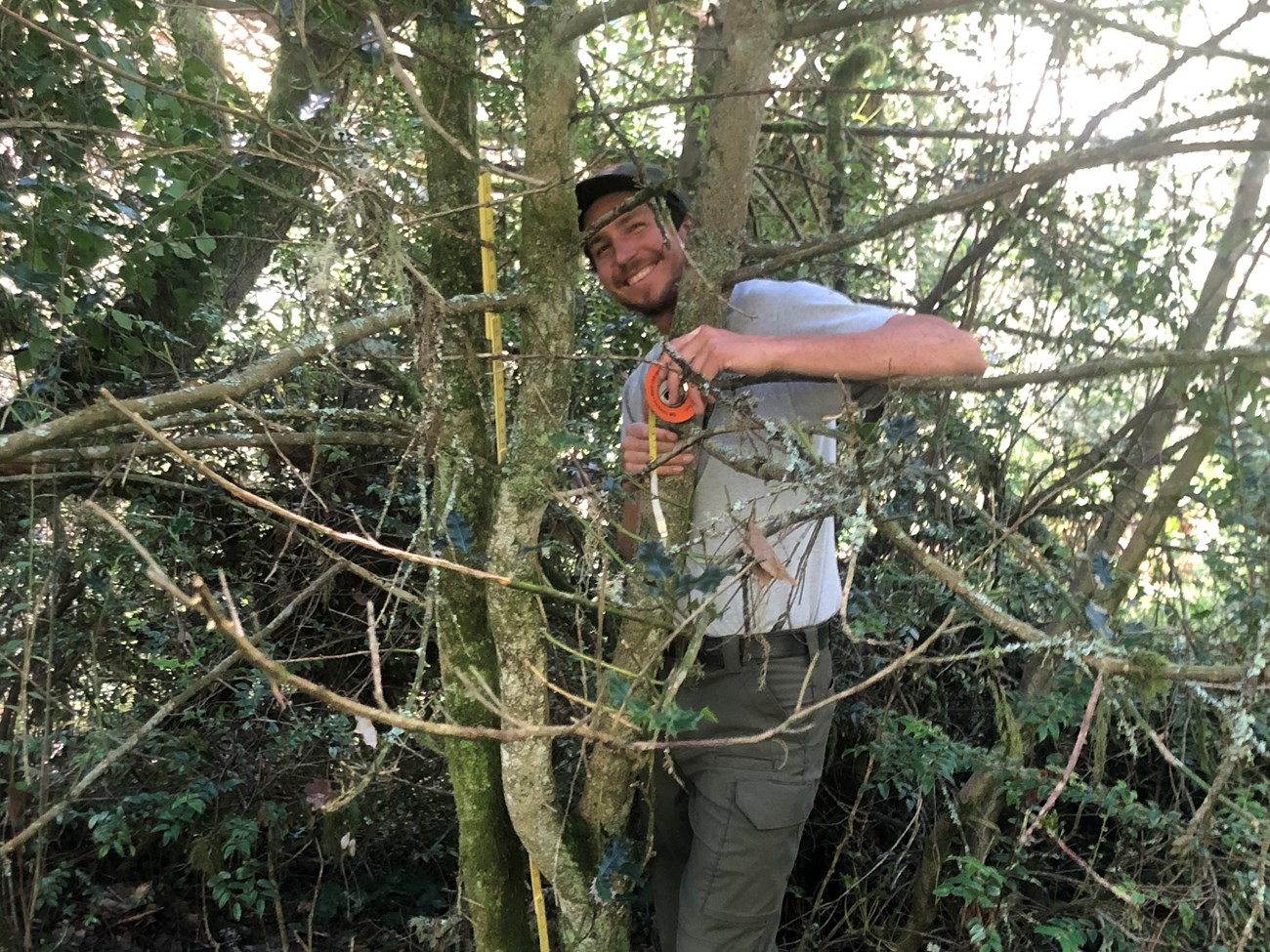Preparing to measure DBH Person with measuring stick and tape among the slender branches and trunks of a small tree.