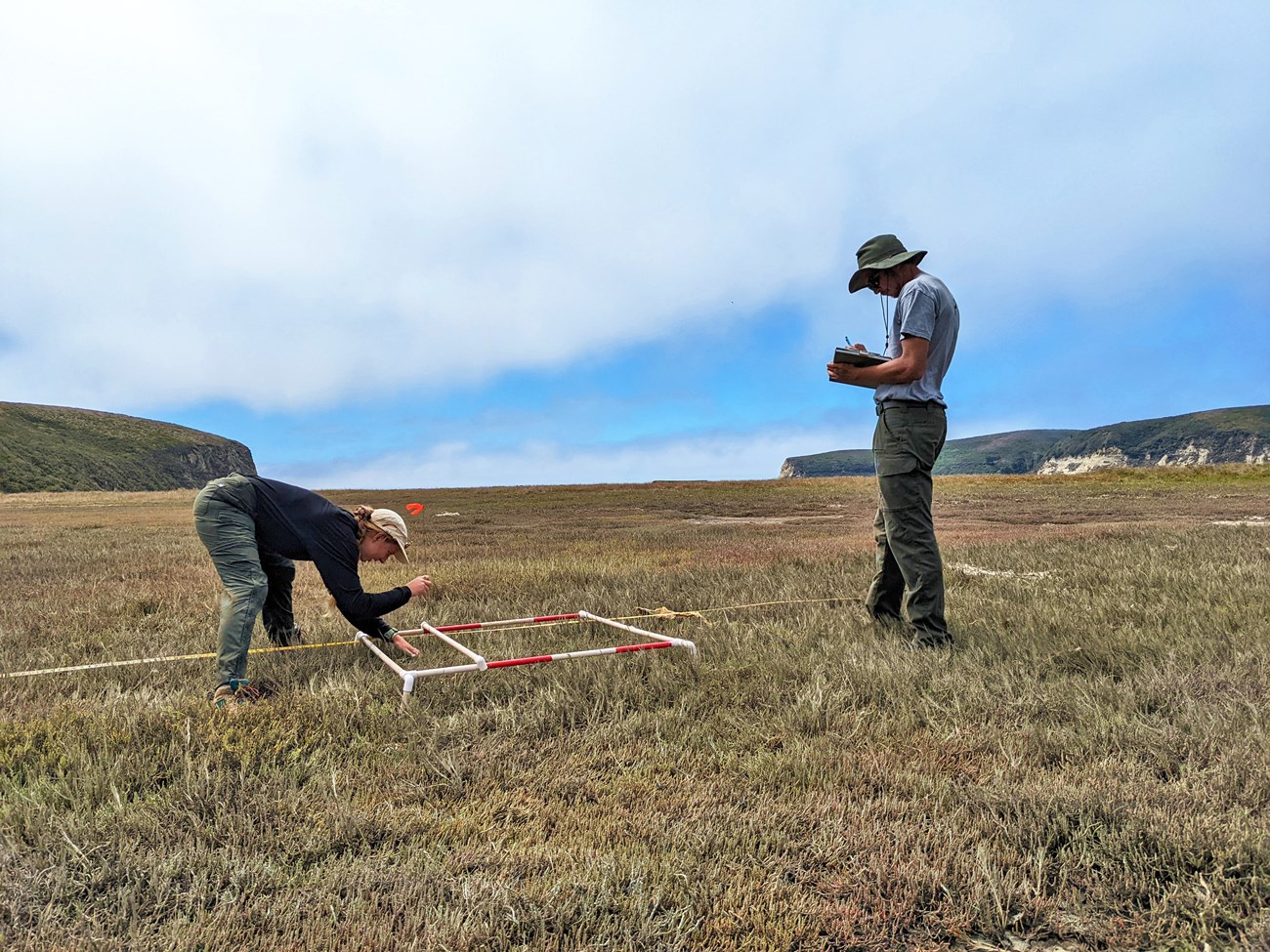 Reading a salt marsh plot Two people in the middle of a wide, flat salt marsh covered in ankle-high vegetation. Steep bluffs frame them in the distance as they stand on either side of a rectangular PVC plot set on the ground. One IDs the plant while the other writes it down.