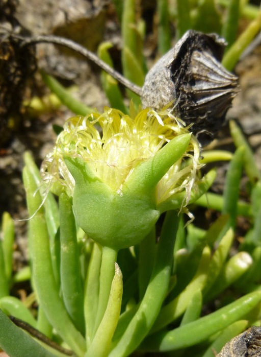 False ice plant Srtingy, light yellow flower surrounded by narrow, round, fleshy, leaves.