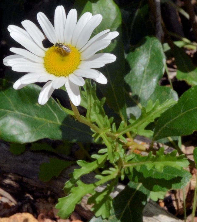 Oxeye daisy A couple dozen narrow white petals around a yellow flower disc. The leaves at the base of the flower stem are a shiny green.