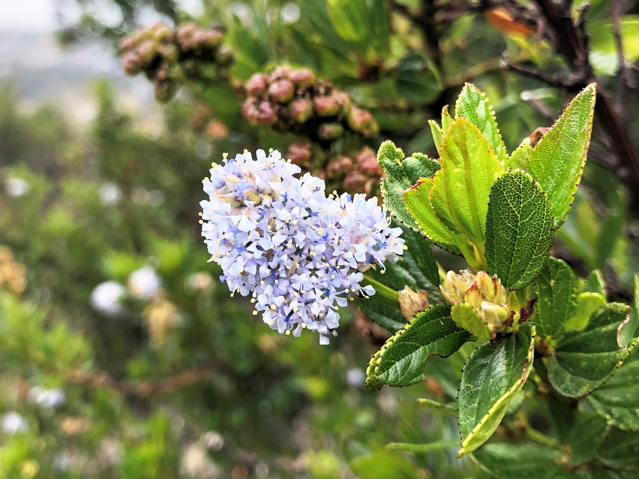 Blueblossum ceanothus Cluster of small light bluish-purple flowers at the tip of a branch covered in glossy green leaves.
