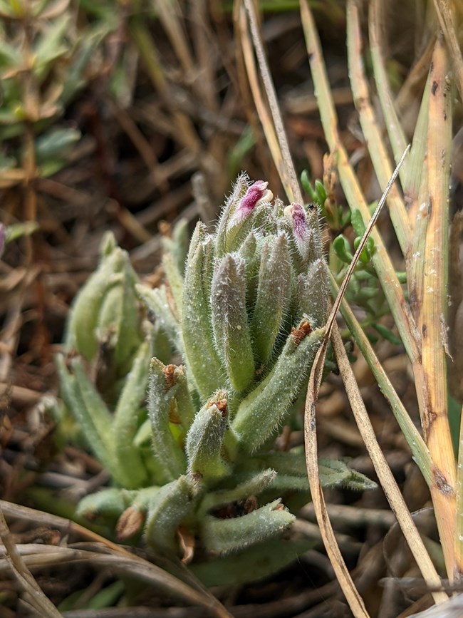 Both the thick green leaves and purple flowers of this small, tough-looking plant are covered in tiny white hairs.