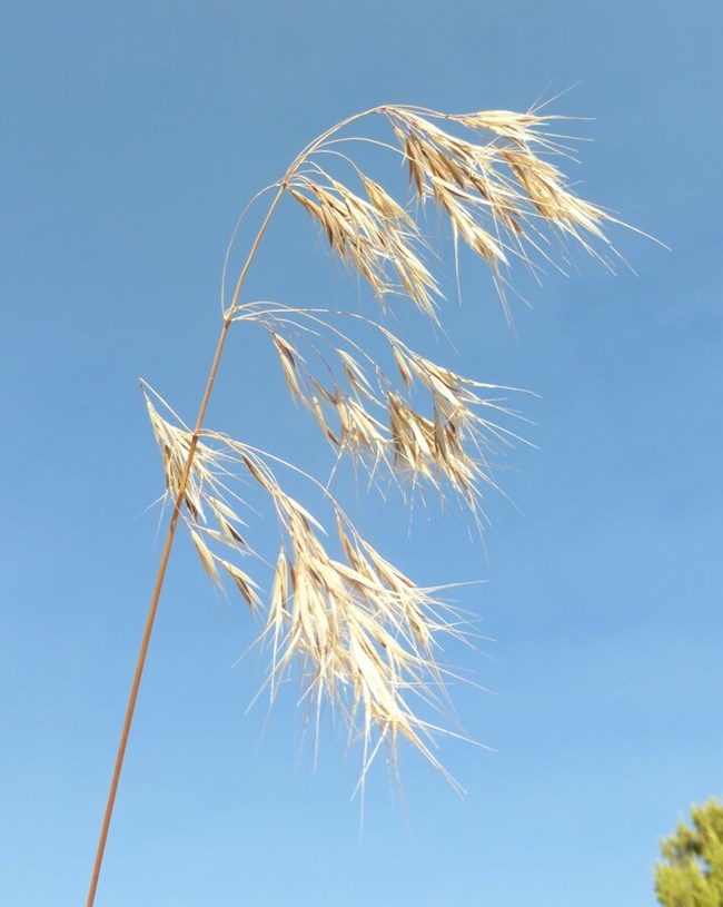 Yellowed grass inflorescence consisting of several clusters of drooping spikelets, pictured from below against a clear blue sky.