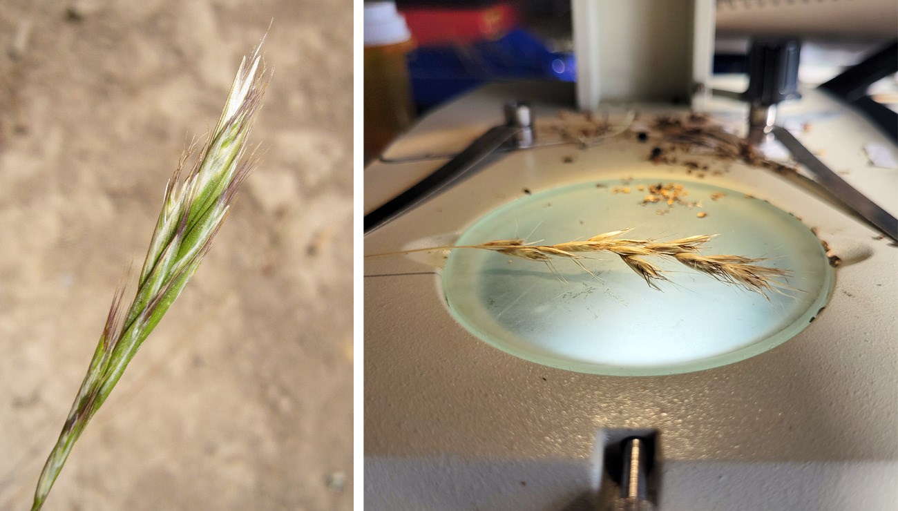 Purple-awned wallaby grass On the left, purple awns emerge from green spiklets tightly clustered at the top of a grass stem in the field. On the right, a similar grass infloresence yellowed and loosened with age under a microscope.